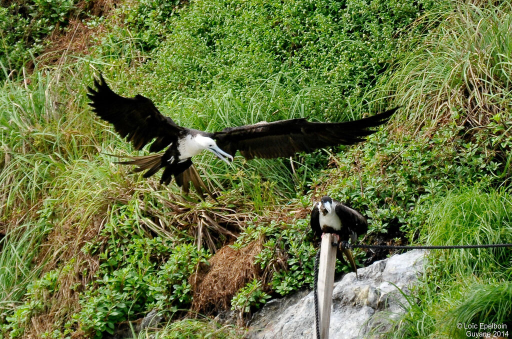 Magnificent Frigatebird