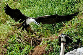 Magnificent Frigatebird