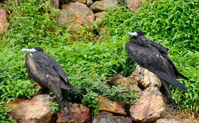 Magnificent Frigatebird