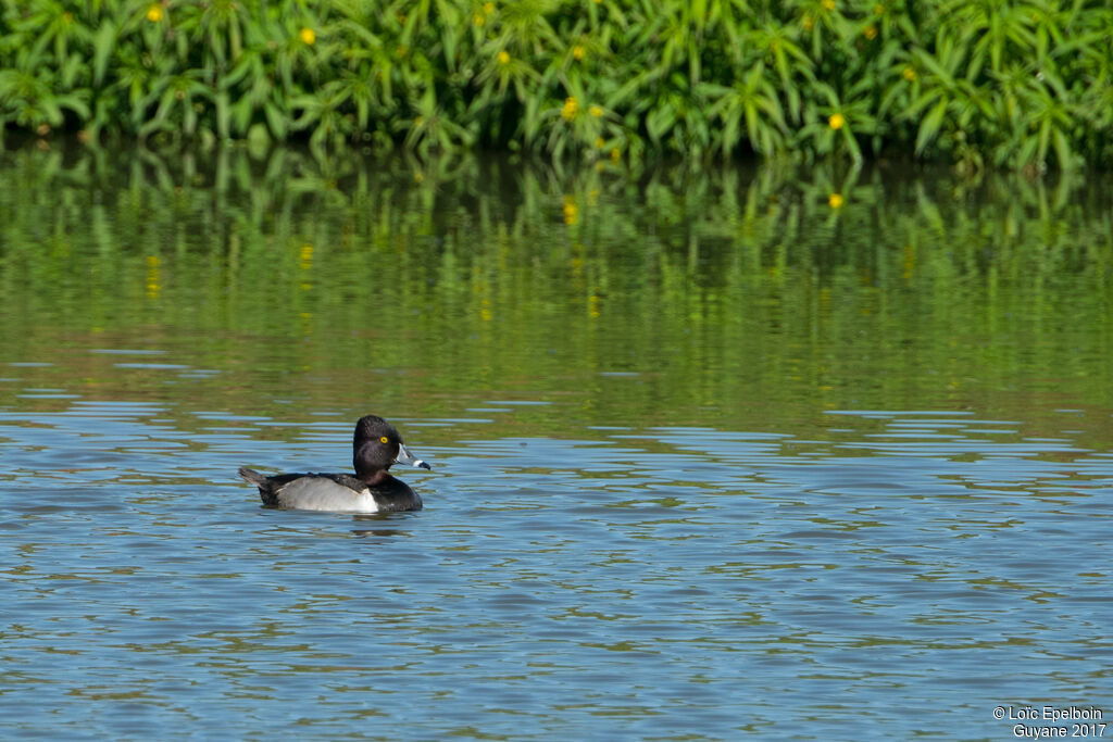 Ring-necked Duck