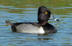 Ring-necked Duck