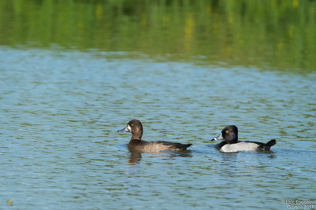 Ring-necked Duck