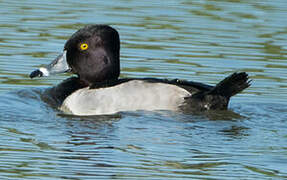 Ring-necked Duck