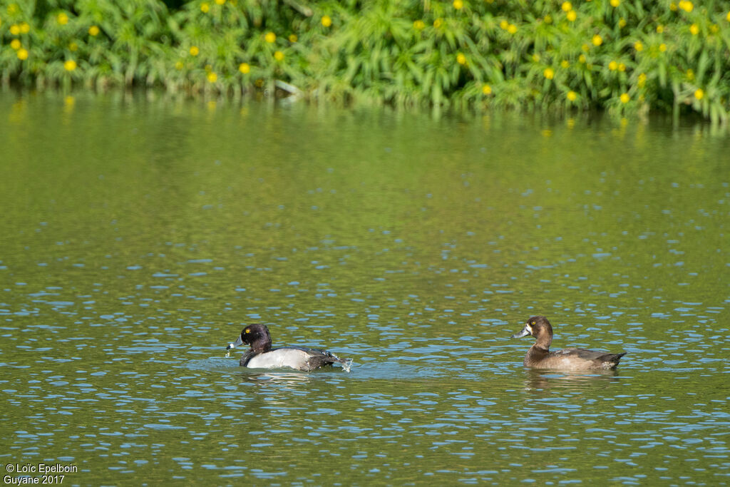 Ring-necked Duck