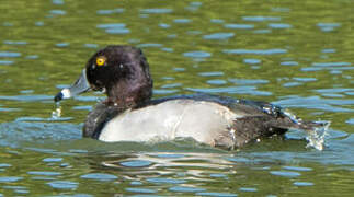 Ring-necked Duck