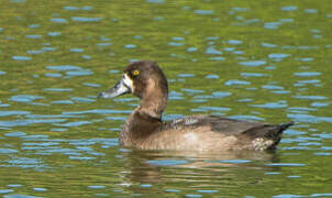 Lesser Scaup