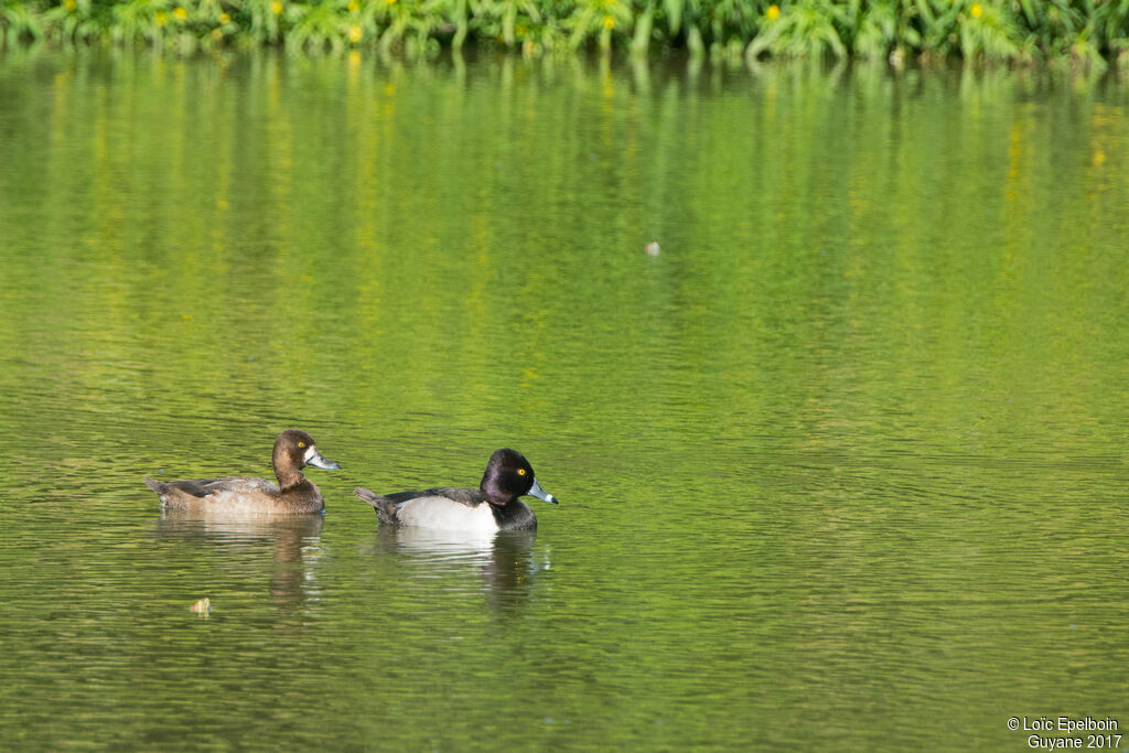 Fuligule à tête noire