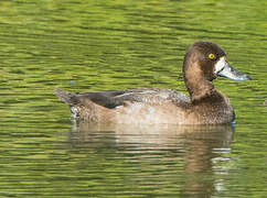 Lesser Scaup