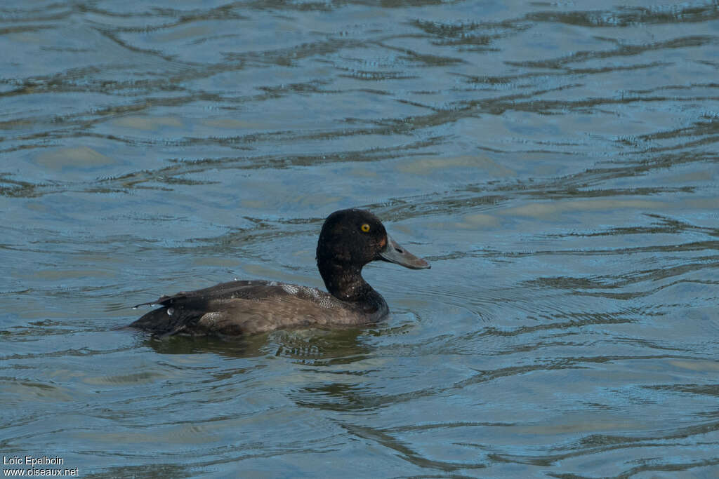 Lesser Scaup male adult transition, identification