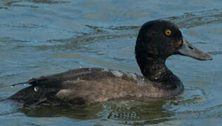 Lesser Scaup