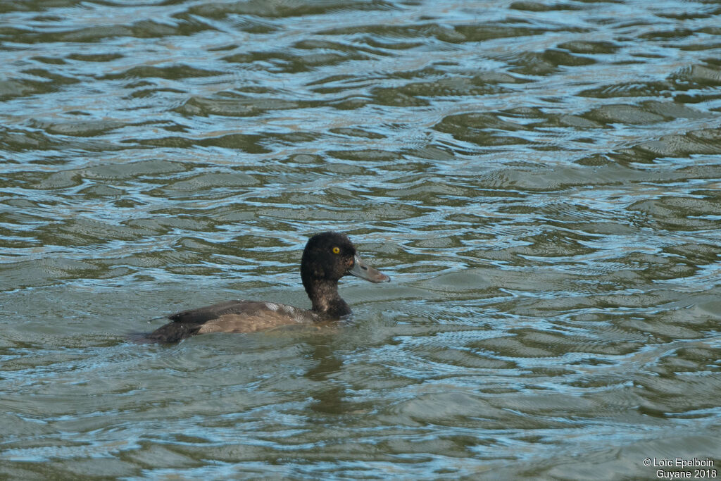 Lesser Scaup