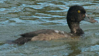 Lesser Scaup