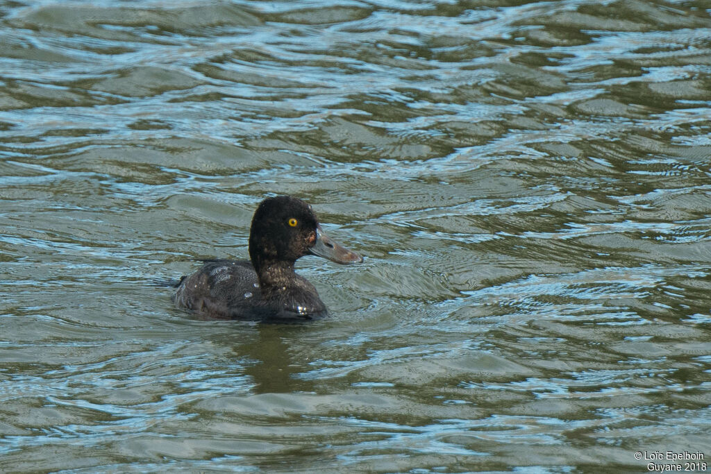 Lesser Scaup