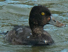 Lesser Scaup