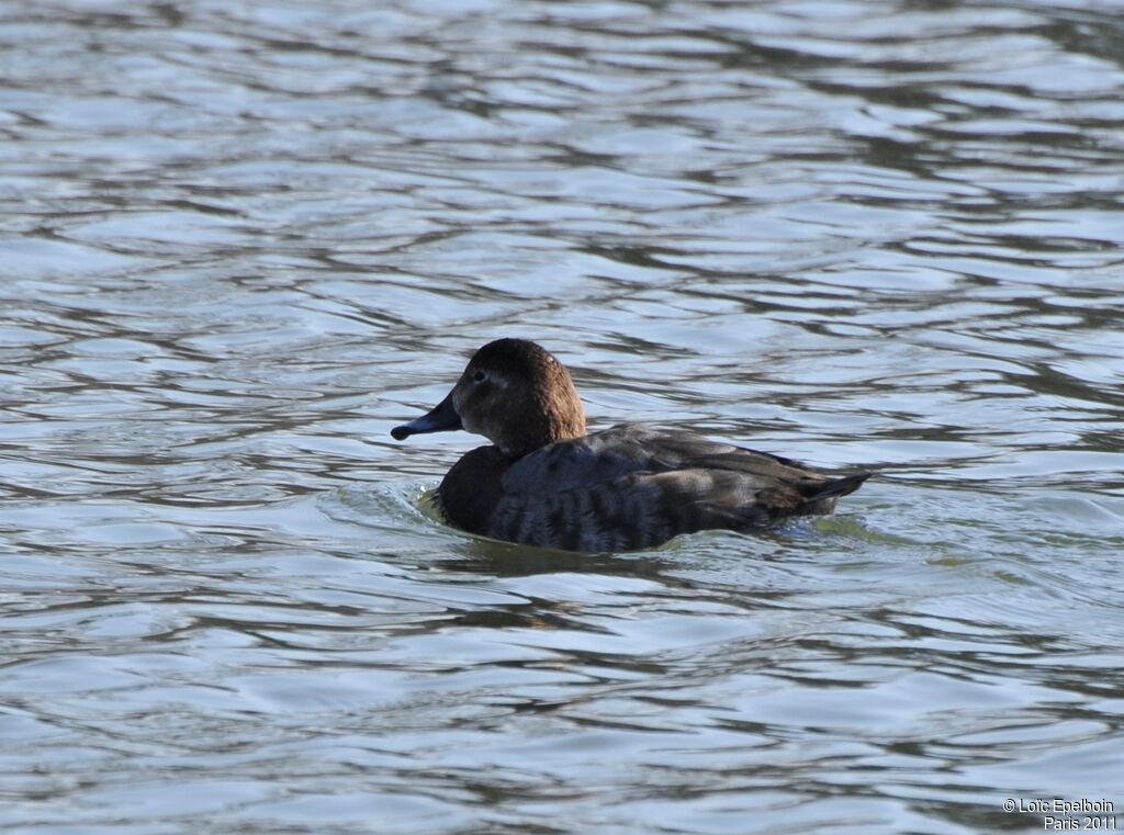 Common Pochard