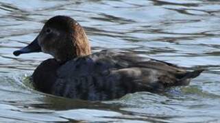 Common Pochard