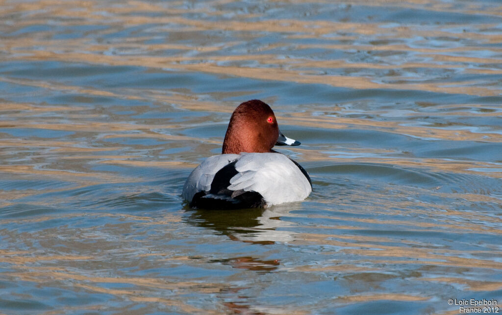 Common Pochard