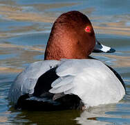 Common Pochard