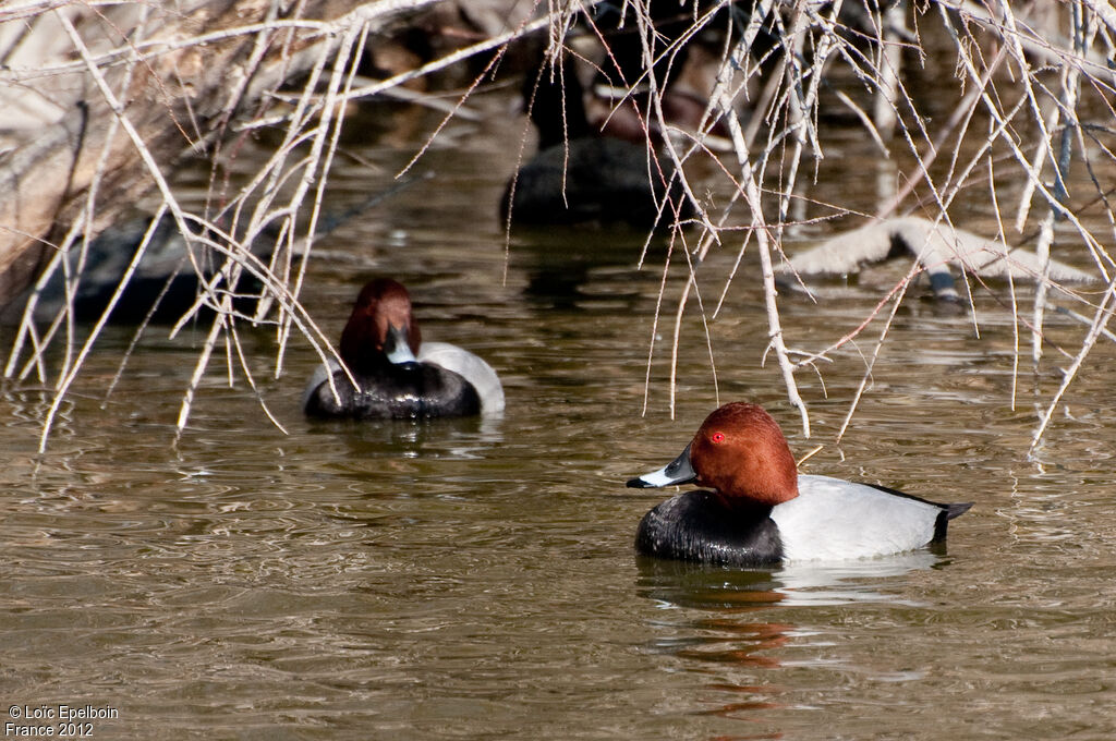 Common Pochard