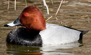 Common Pochard