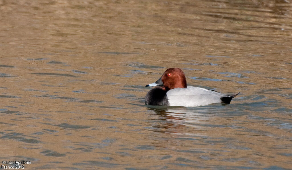 Common Pochard