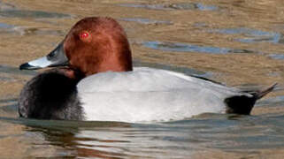 Common Pochard