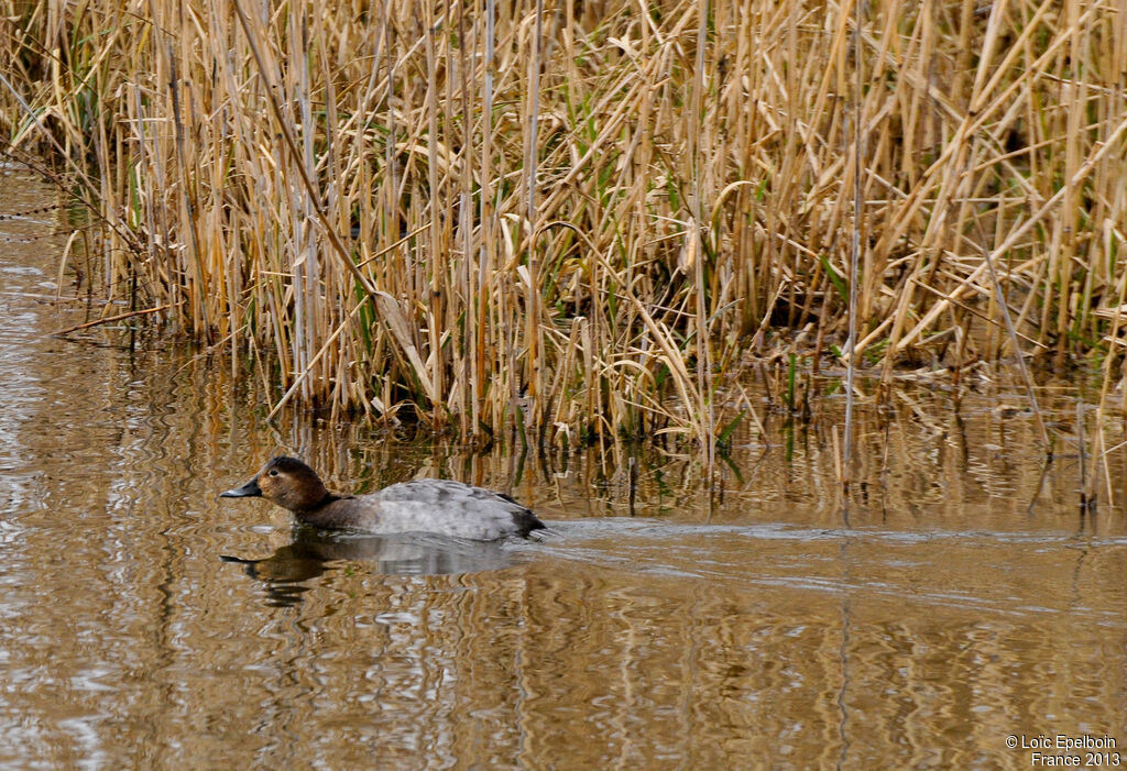 Common Pochard