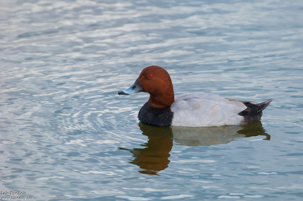 Common Pochard male adult breeding, identification