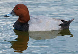 Common Pochard