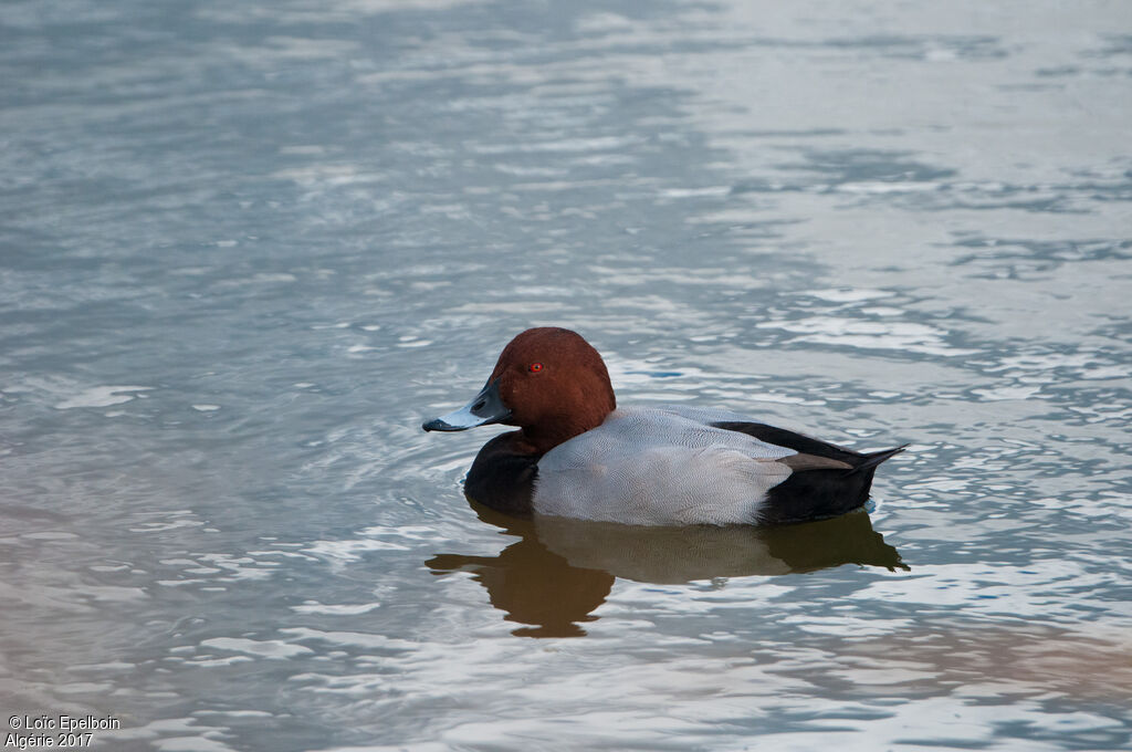 Common Pochard