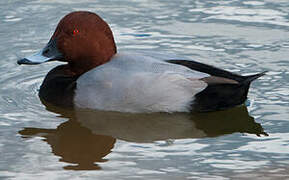 Common Pochard