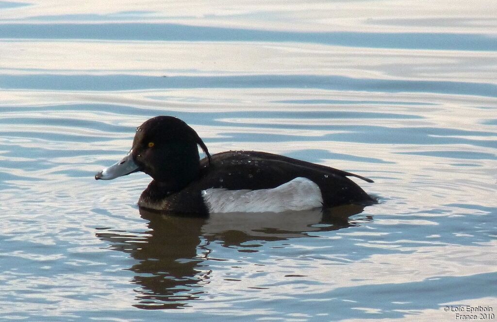 Tufted Duck