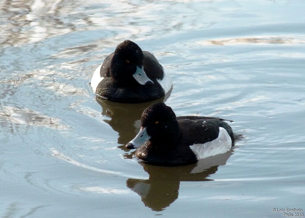 Tufted Duck