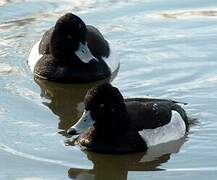 Tufted Duck