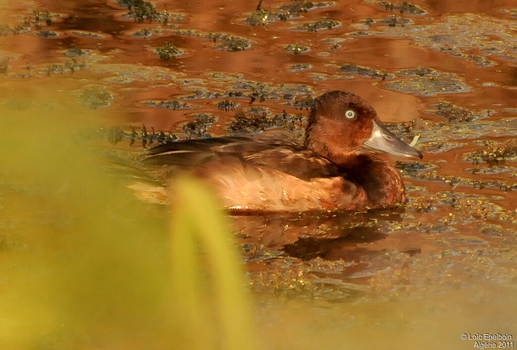 Ferruginous Duck