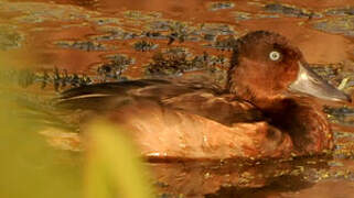 Ferruginous Duck