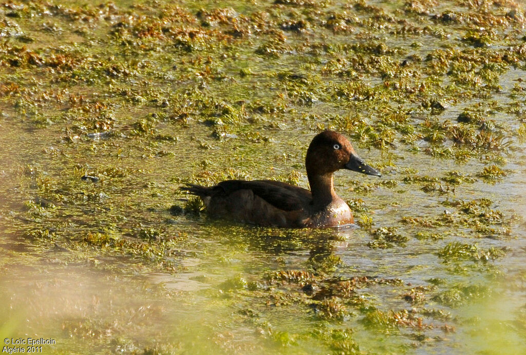 Ferruginous Duck