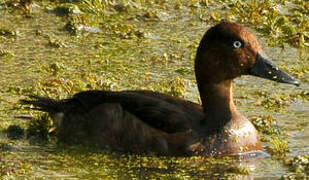 Ferruginous Duck