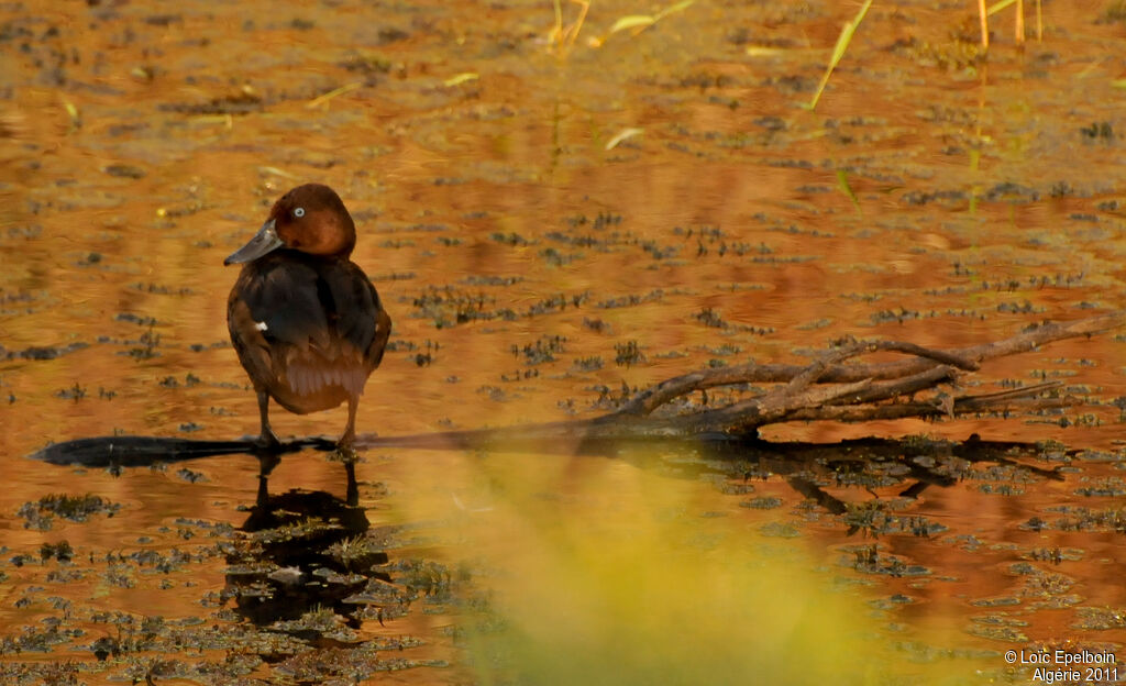 Ferruginous Duck