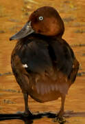 Ferruginous Duck