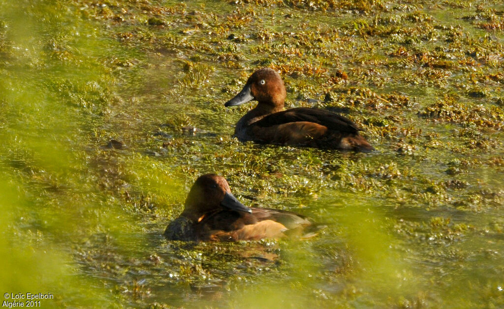 Ferruginous Duck