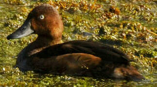 Ferruginous Duck