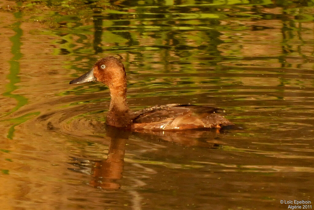 Ferruginous Duck