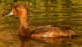 Ferruginous Duck