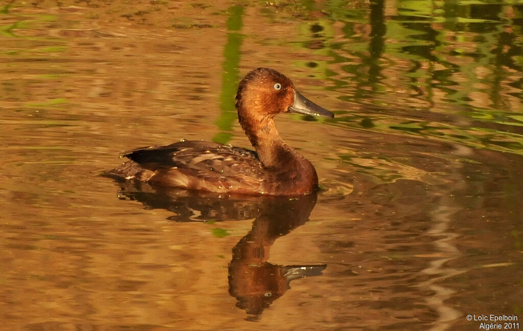 Ferruginous Duck