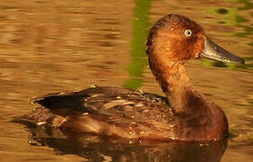 Ferruginous Duck