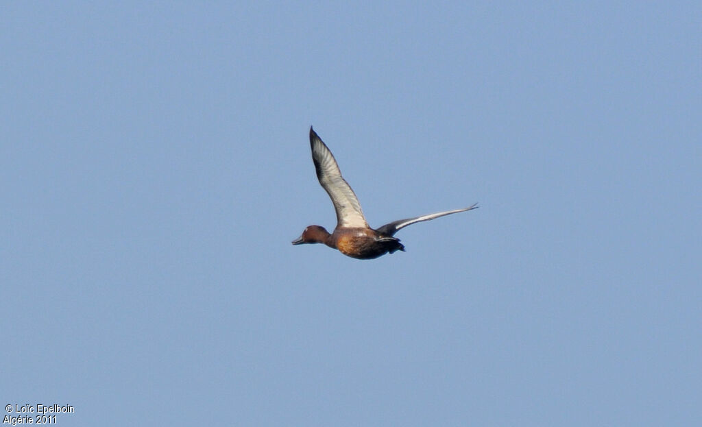 Ferruginous Duck