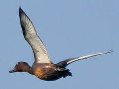 Ferruginous Duck