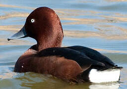 Ferruginous Duck