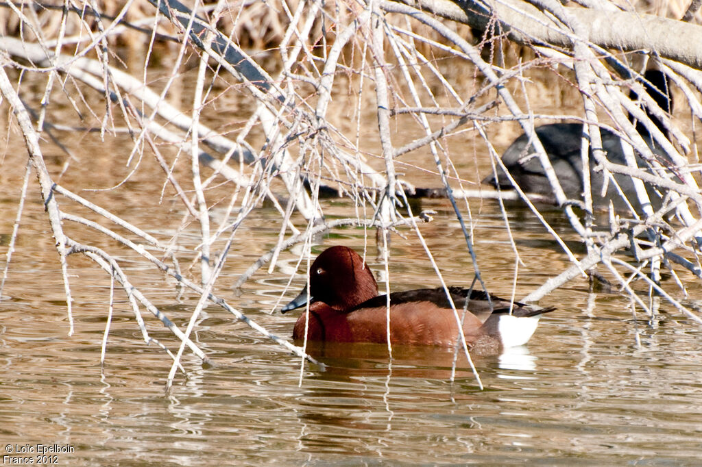 Ferruginous Duck